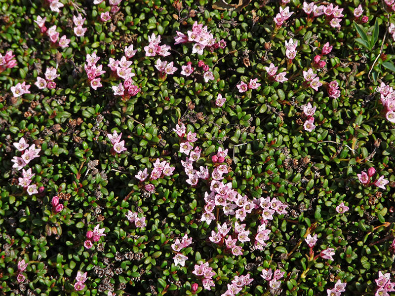 Kalmia procumbens  (=Loiseleuria procumbens)